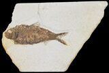 Detailed Fossil Fish (Knightia) - Wyoming #103945-1